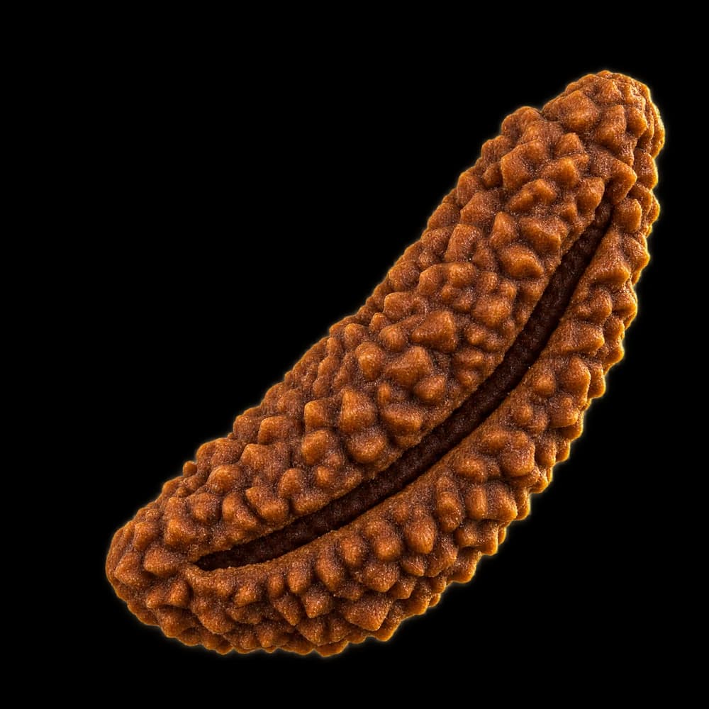 1 Mukhi Rudraksha