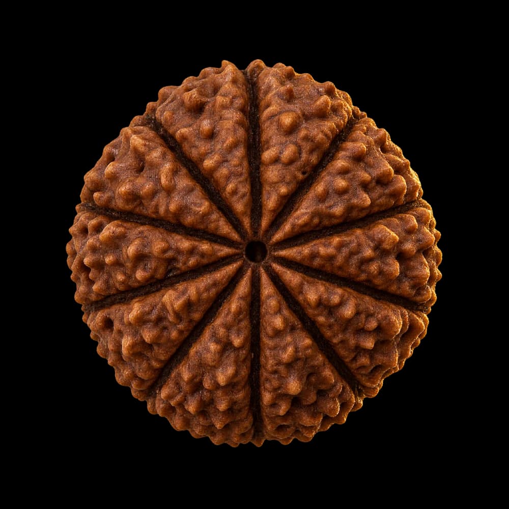 10 Mukhi Rudraksha