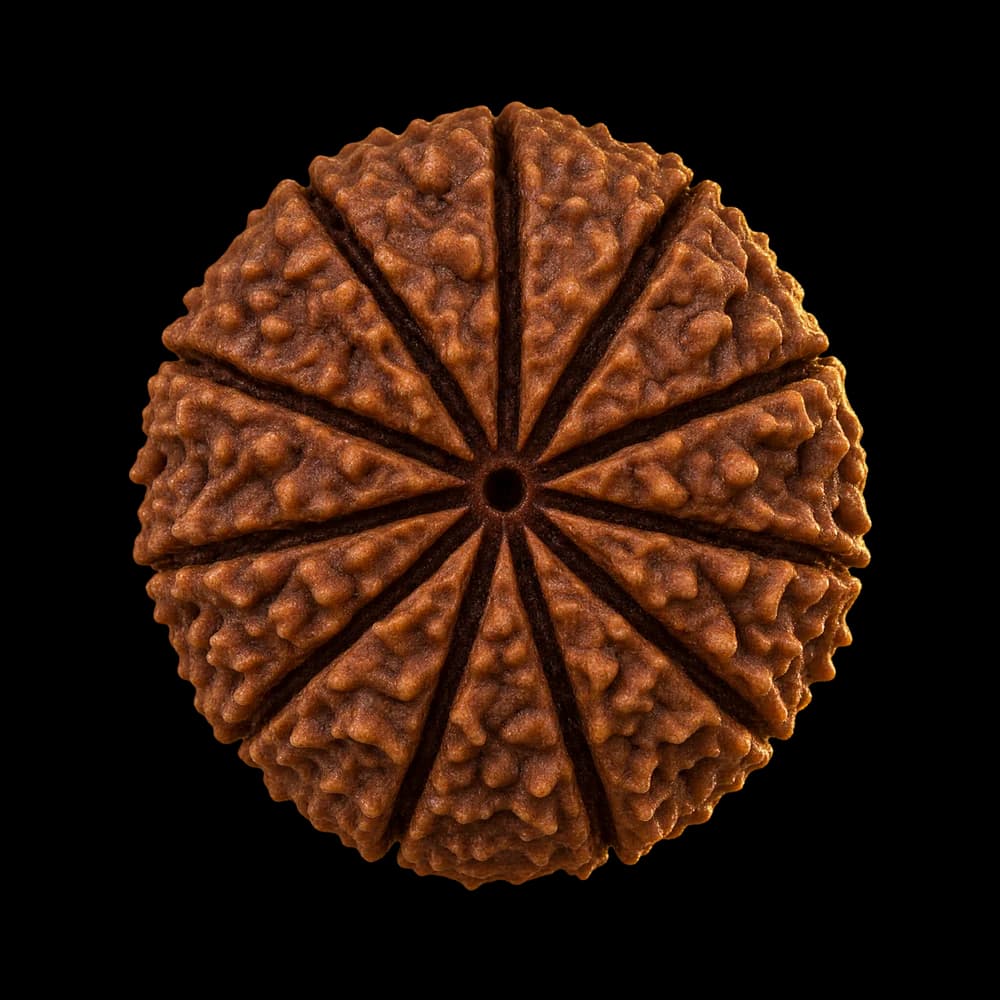 11 Mukhi Rudraksha