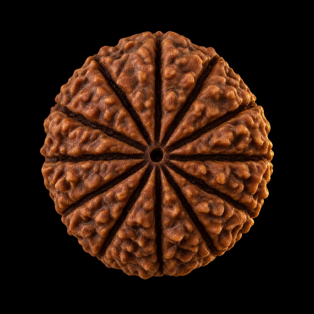 12 Mukhi Rudraksha