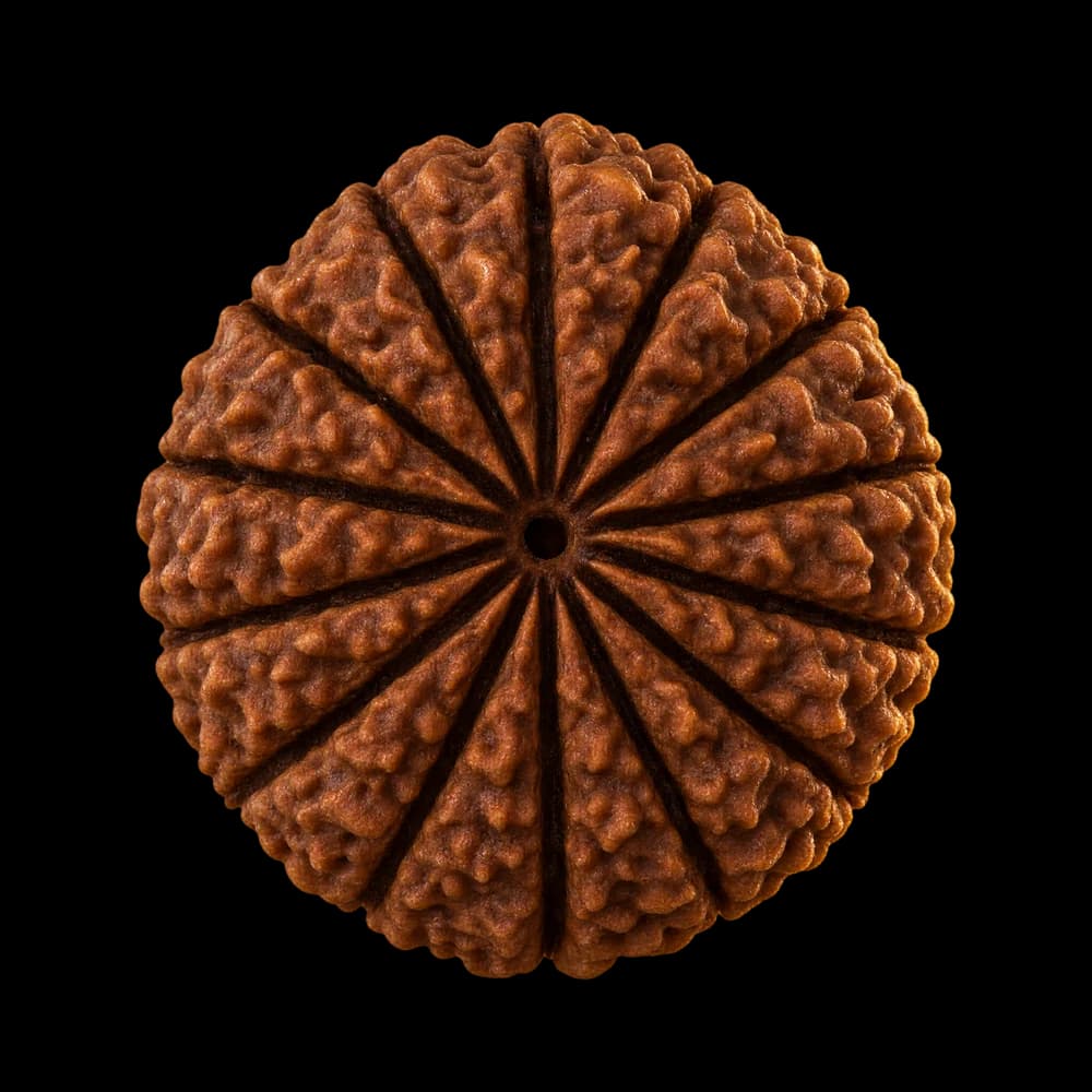 14 Mukhi Rudraksha