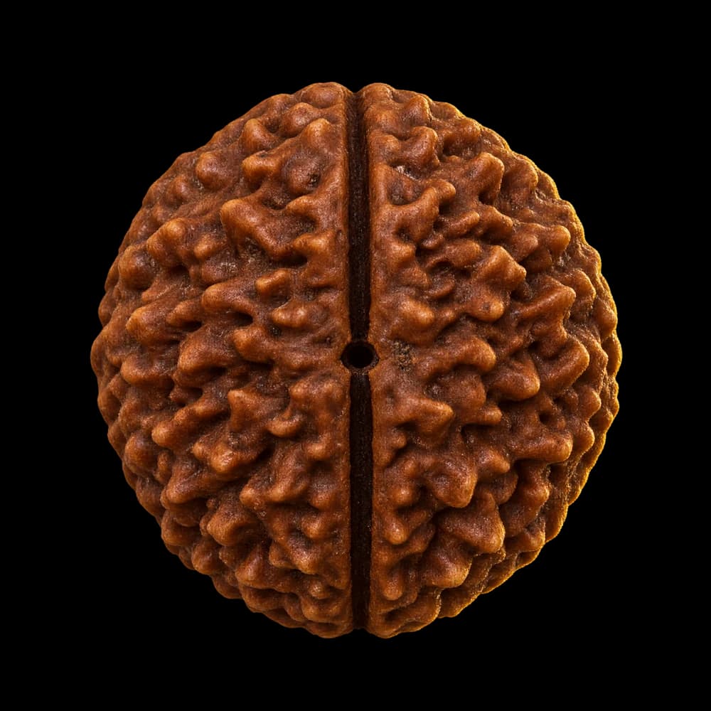 2 Mukhi Rudraksha