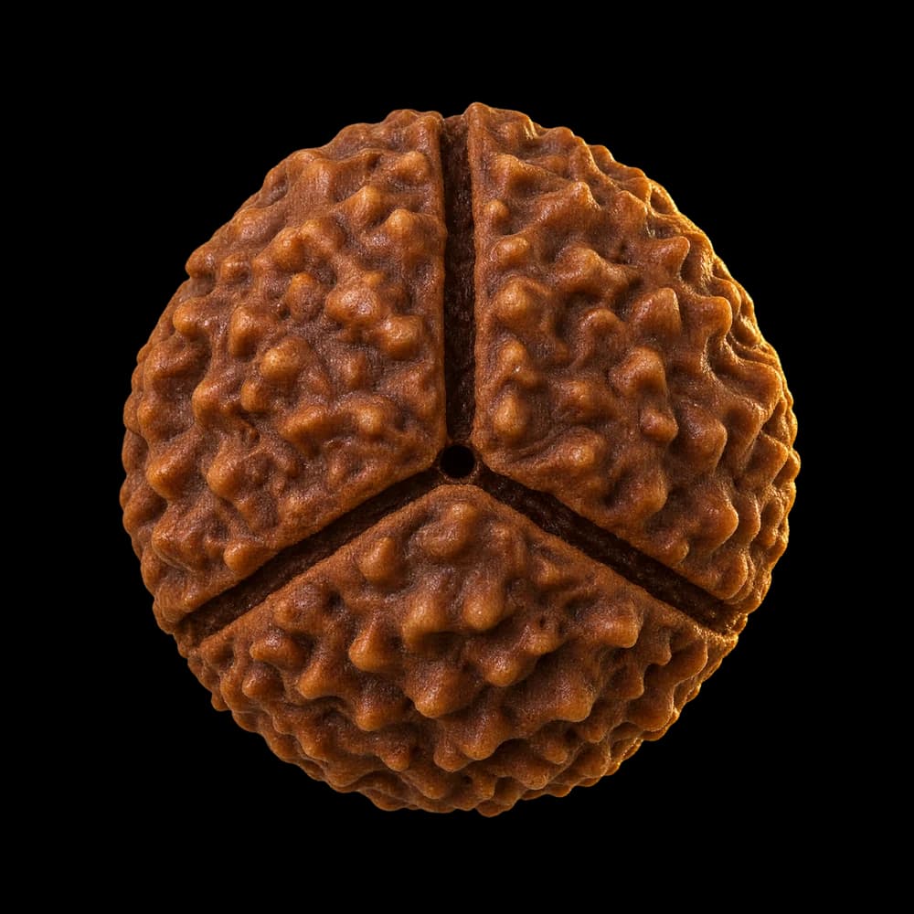 3 Mukhi Rudraksha