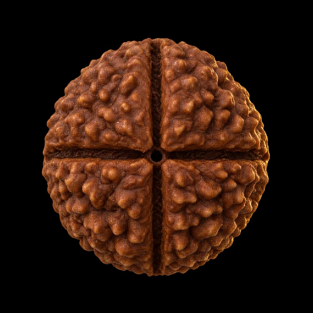 4 Mukhi Rudraksha