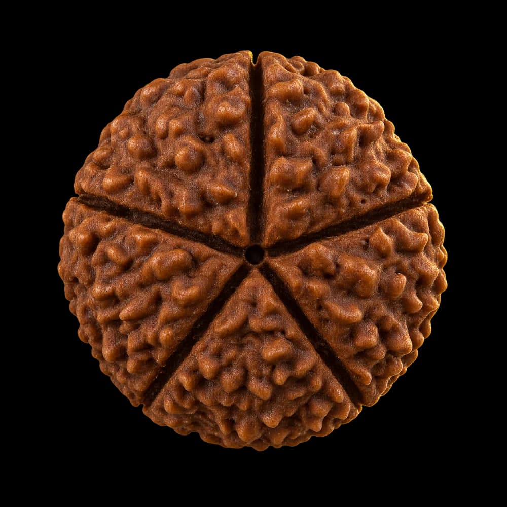 5 Mukhi Rudraksha