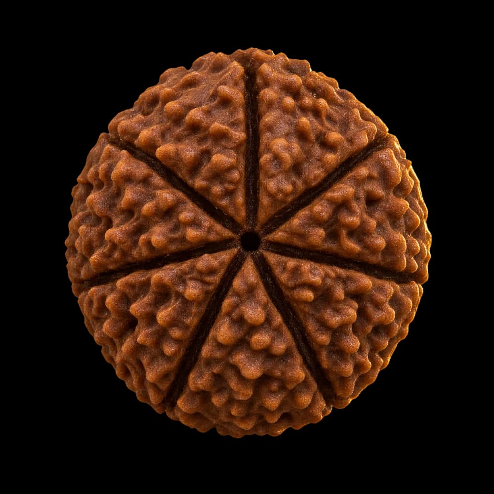 7 Mukhi Rudraksha