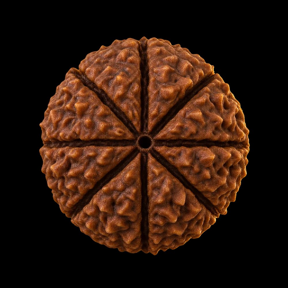 8 Mukhi Rudraksha