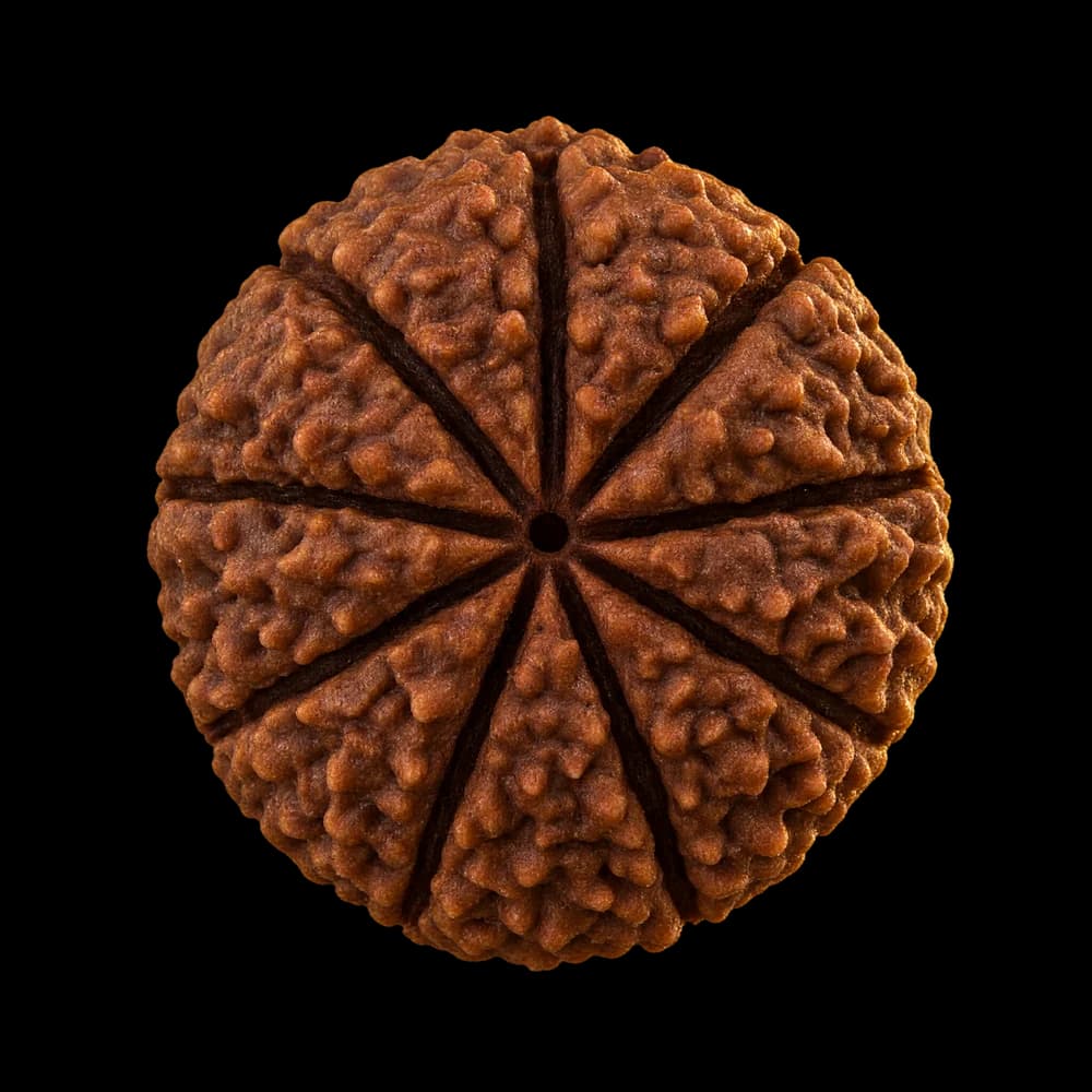 9 Mukhi Rudraksha