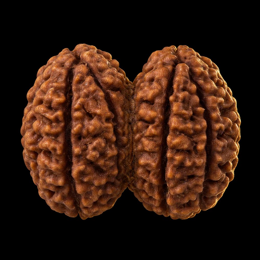 Gauri Shankar Rudraksha
